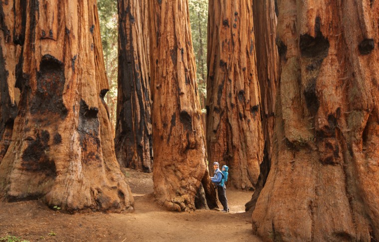 A mother and small child on her back walking through the towering sequoia trees