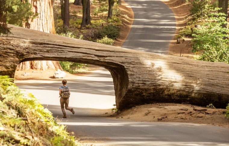 Sequoia National Park in winter