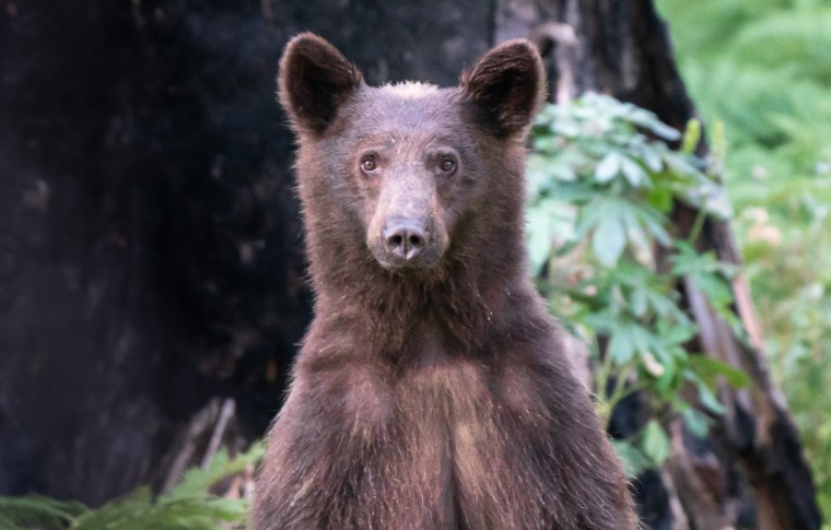 A curious bear poking out from a green forest