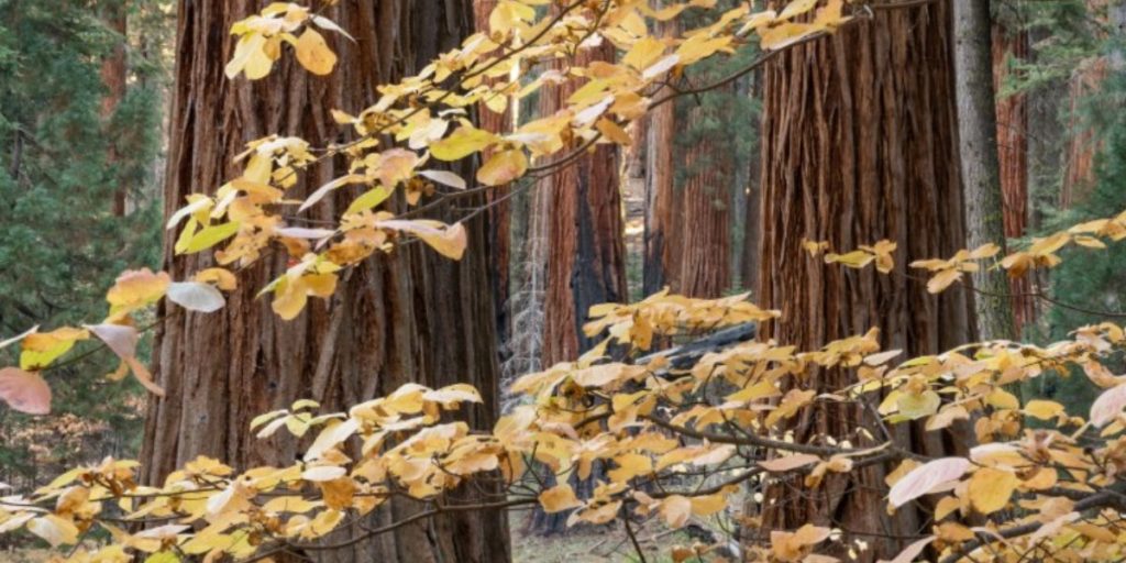 Fall in the Giant Forest with yellow leaves peeking through the tree trunks